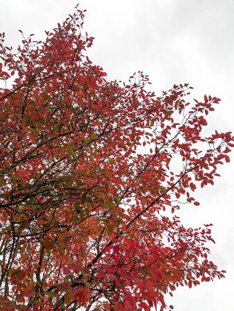 Red and yellowish green leaves and branches during autumn or fall with white background isolatedの写真素材