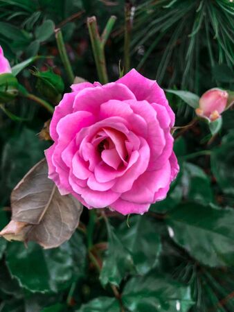 Beautiful pink rose in focus with blurry green leaves backgroundの写真素材