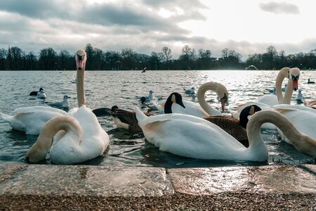 A group of swans, ducks and birds swimming in a lake waiting to be fed. Strong sunlight at the backgroundの写真素材
