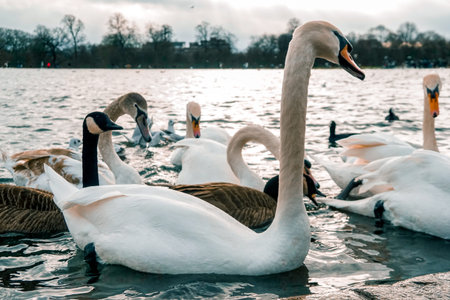 A group of swans, ducks and birds swimming in a lake waiting to be fed