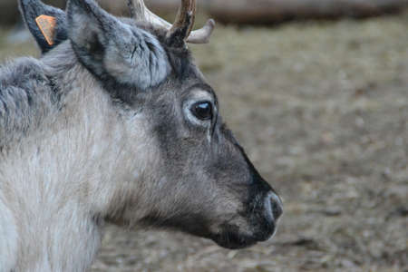 Santa s reindeerの写真素材