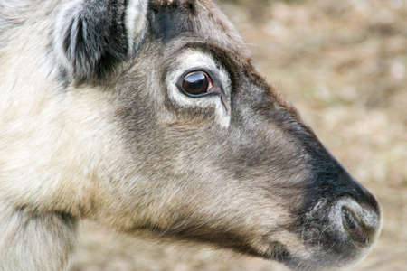Santa s reindeerの写真素材