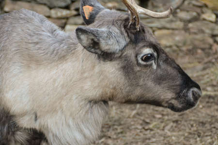 Santa s reindeerの写真素材