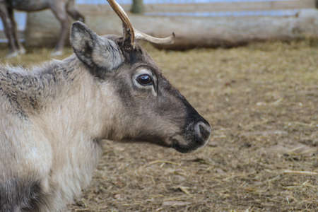 Santa s reindeerの写真素材