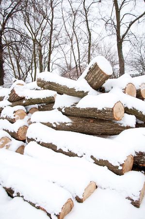 pile on woodsの写真素材