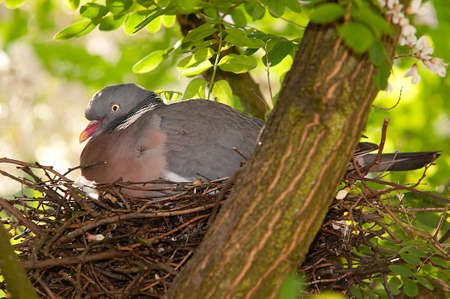 a bird's nestの写真素材