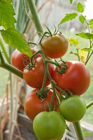 tomatoの写真素材