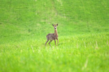 goat grazingの写真素材
