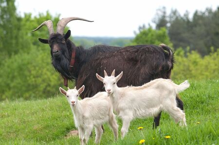 black buckの写真素材