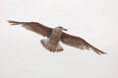 Gull in flightの写真素材