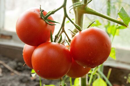 the bush tomatoの写真素材