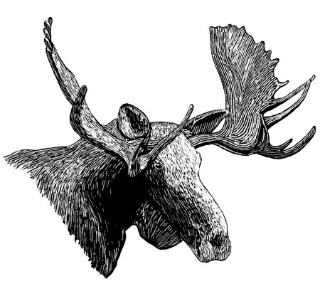 Woodcut style illustration of a moose head.のイラスト素材