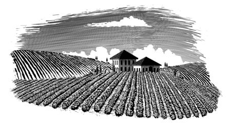 Woodcut-style illustration of a vineyard landscape with rolling hills in the background.のイラスト素材