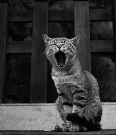Black and white photo of a yawning tabby cat in Nara, Japan.の写真素材