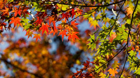 Vibrant autumn colors of Japanese maple leaves.の写真素材