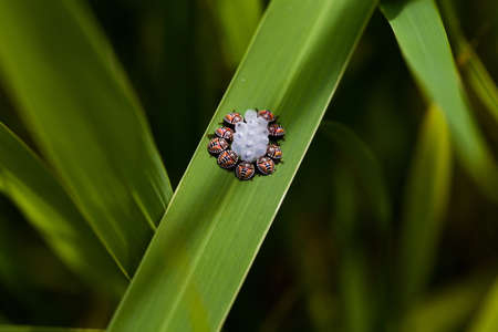 Harlequin bugs sitting around their eggs.の写真素材