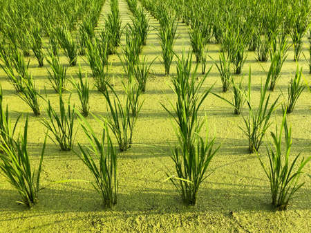 Newly planted rice field near Nara, Japan.の写真素材