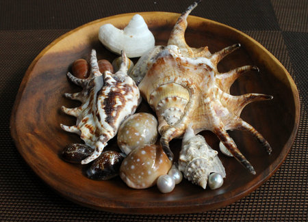 Small Plate of Assorted Seashells