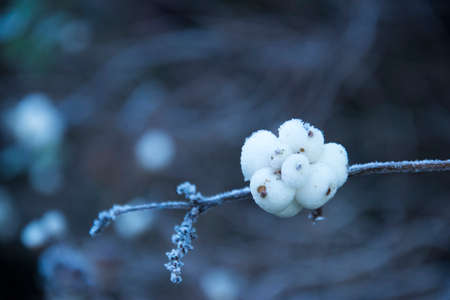 Frosty snowberries (symphoricarpos) on a branchの写真素材