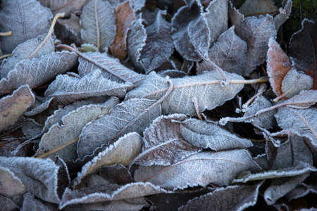 A pile of frosty leaves on the groundの写真素材