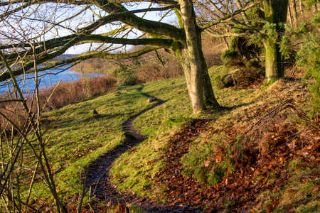 A path in the forest with bare trees and brown autumn leaves on the ground and water in the distanceの写真素材