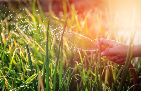 Woman watering the gardenの写真素材