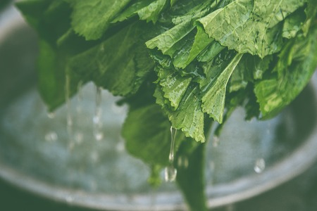 Fresh green vegetable leavesの写真素材