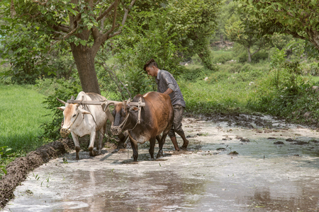 Rice farmer working rice field, rice paddy with two oxen and a wooden ploughの写真素材
