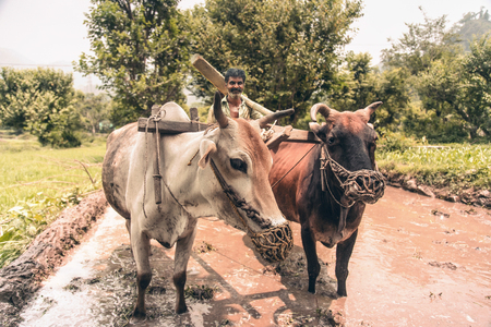Indian farmer ploughing his fieldsの写真素材