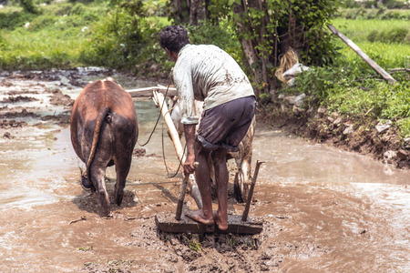 Indian farmer ploughing his fieldsの写真素材
