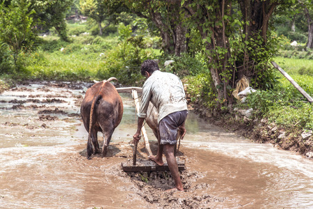 Indian farmer ploughing his fieldsの写真素材