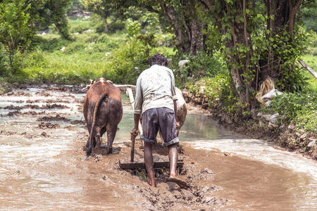 Indian farmer ploughing his fieldsの写真素材