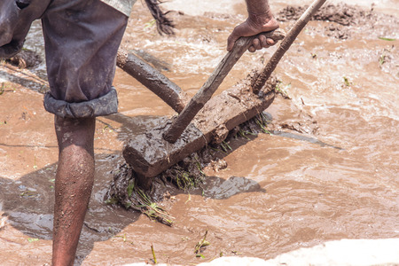 Indian farmer ploughing his fieldsの写真素材