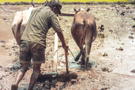 Rice farmer working rice field, rice paddy with two oxen and a wooden ploughの写真素材