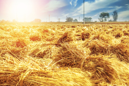 Sheaves of Wheat Bundles of wheat stalks dry in the afternoon sun on a farm in Indiaの写真素材