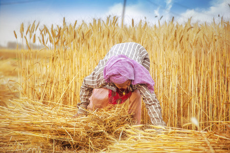 An old indian woman collecting and tying a bundle of ripe wheat stalk in the field ; Haryana ; Indiaの写真素材