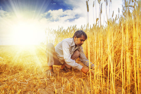 Indian man Cutting wheat with sickle and then stooking ; Haryana ; India