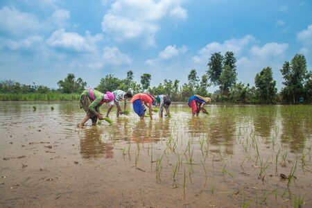 Group of Farmers Preparing to transplanting rice seedlings or young rice plants in a paddy fieldの写真素材