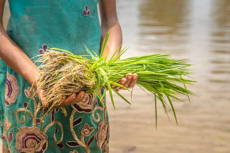 Young Indian girl farmer holds rice saplings as she walks ankle deep in the rice paddy fieldの写真素材