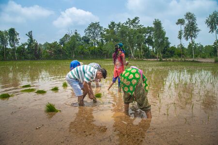 Group of Farmers Preparing to transplanting rice seedlings or young rice plants in a paddy fieldの写真素材