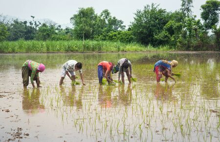 Group of Farmers Preparing to transplanting rice seedlings or young rice plants in a paddy fieldの写真素材