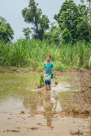 Young Indian girl farmer holds rice saplings as she walks ankle deep in the rice paddy fieldの写真素材