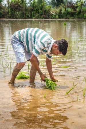 Group of Farmers Preparing to transplanting rice seedlings or young rice plants in a paddy fieldの写真素材