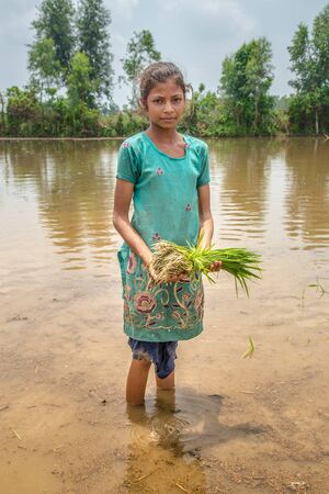 Young Indian girl farmer holds rice saplings as she walks ankle deep in the rice paddy fieldの写真素材
