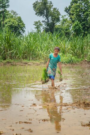 Young Indian girl farmer holds rice saplings as she walks ankle deep in the rice paddy fieldの写真素材