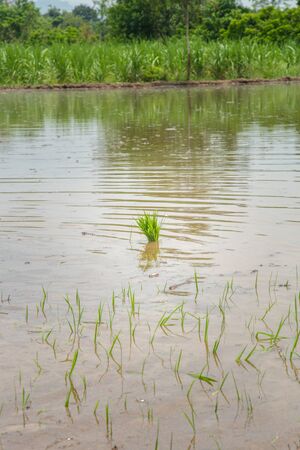 Rice plant seedlings ready to be replanted in the rice paddies in Indiaの写真素材