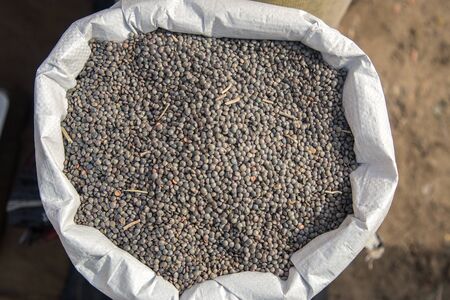Burlap, Bag full of Whole Brown Lentils Masoor Dal. concept for earnings or spend in Agriculture.の写真素材
