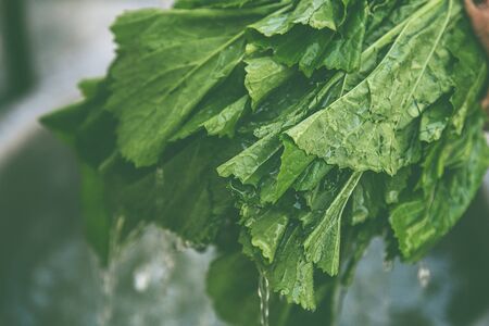 close up of women washing fresh green vegetable leavesの写真素材