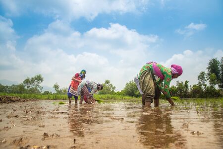 Group of Farmers Preparing to transplanting rice seedlings or young rice plants in a paddy fieldの写真素材