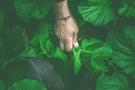women picking fresh salad from vegetable gardenの写真素材